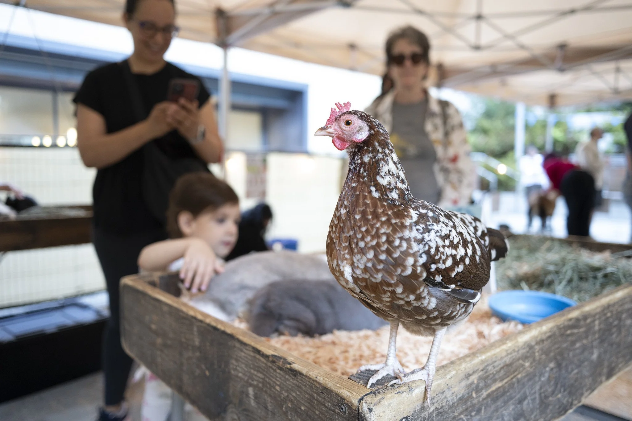 Petting_Zoo_20260917-2