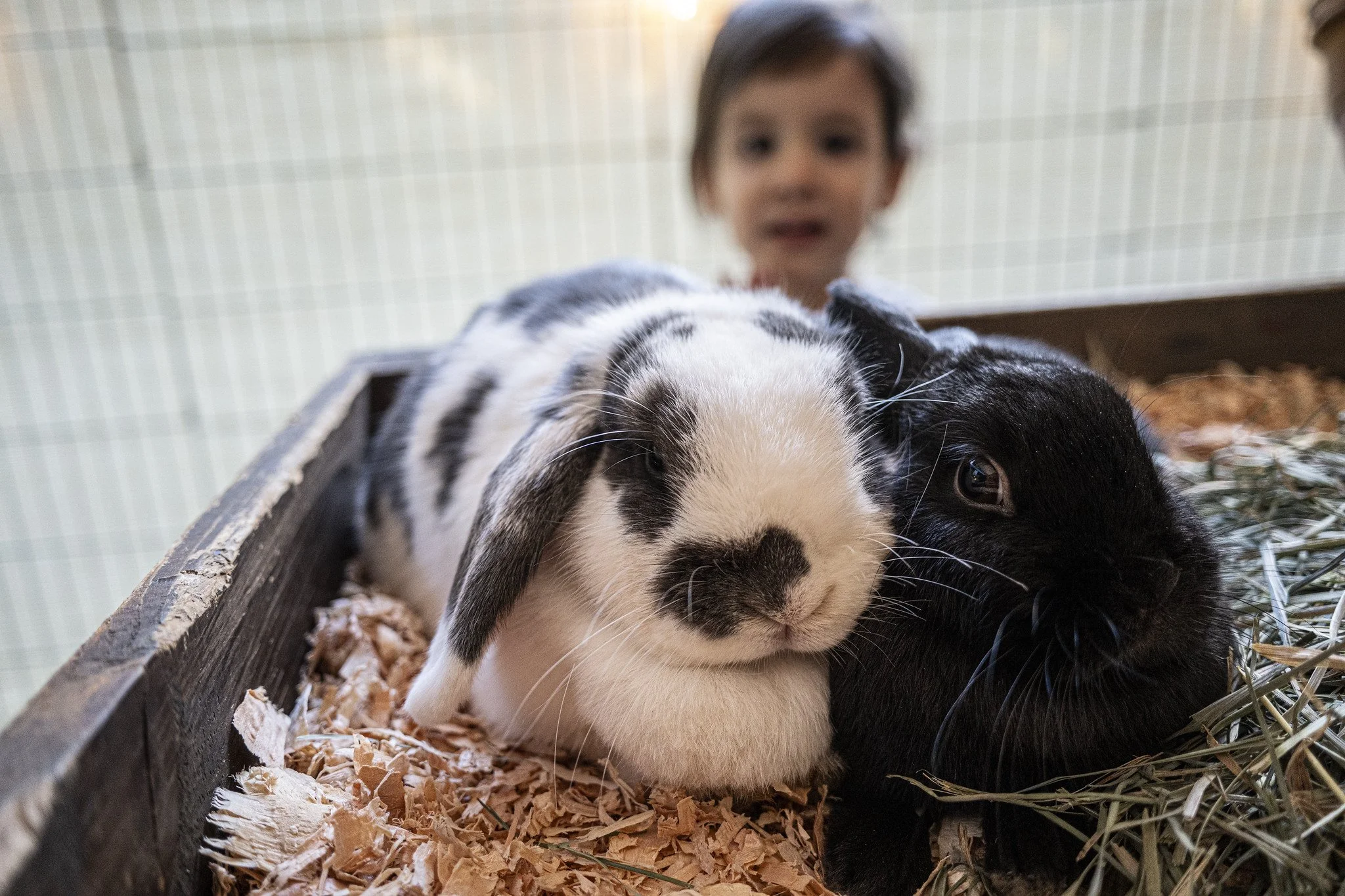 Petting_Zoo_20260917-10