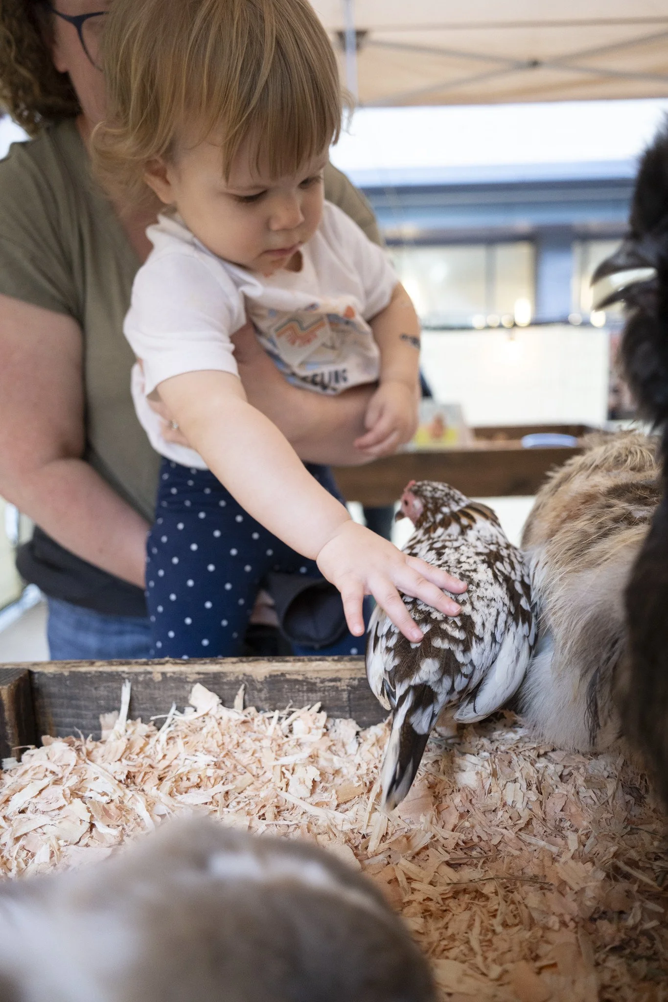 Petting_Zoo_20260917-17