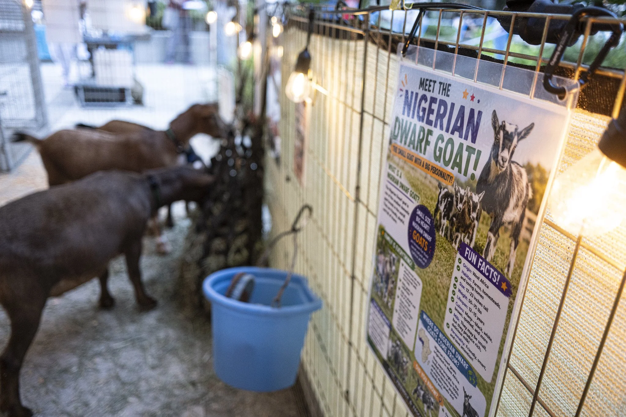 Petting_Zoo_20260917-11