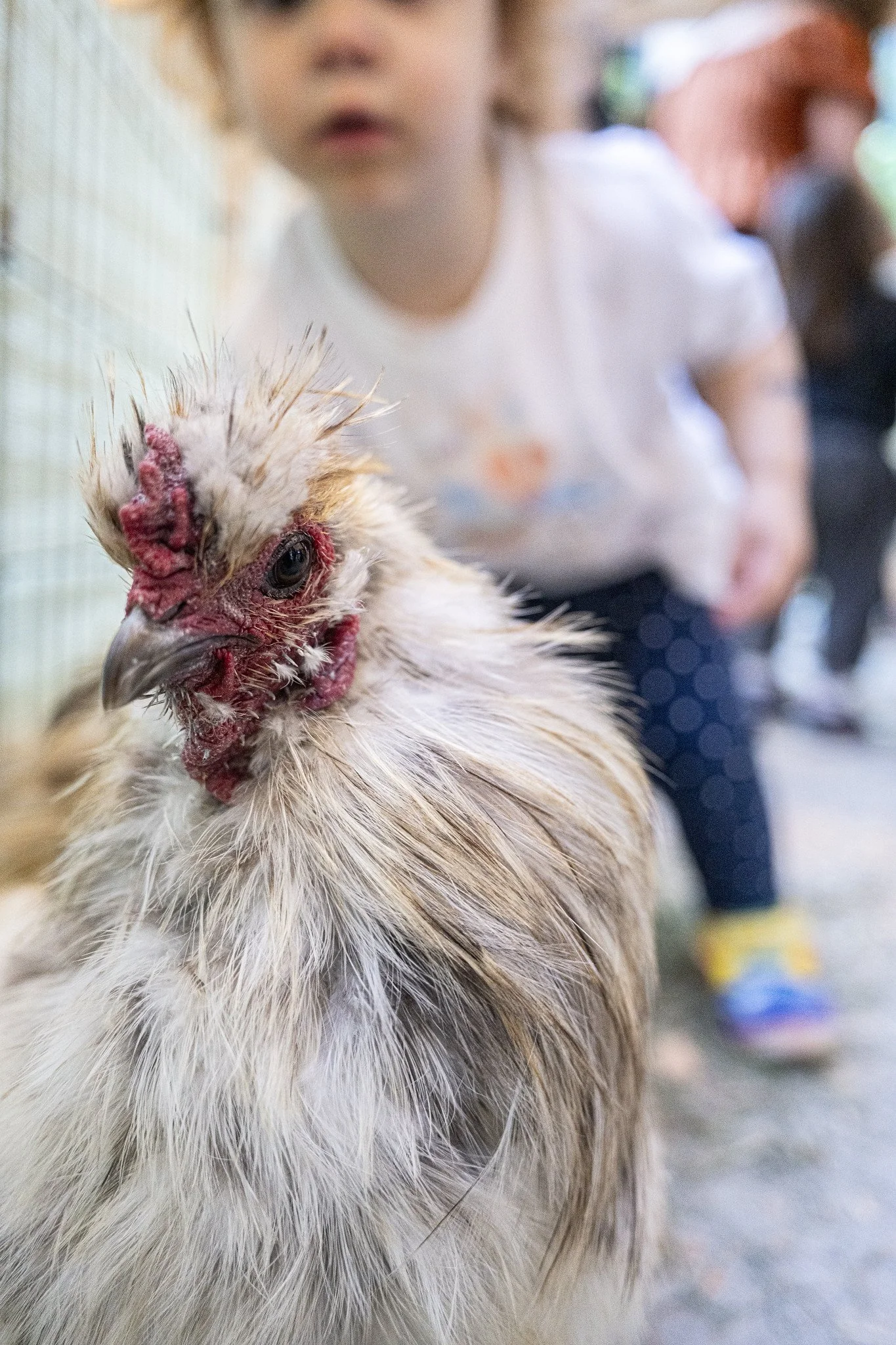 Petting_Zoo_20260917-12