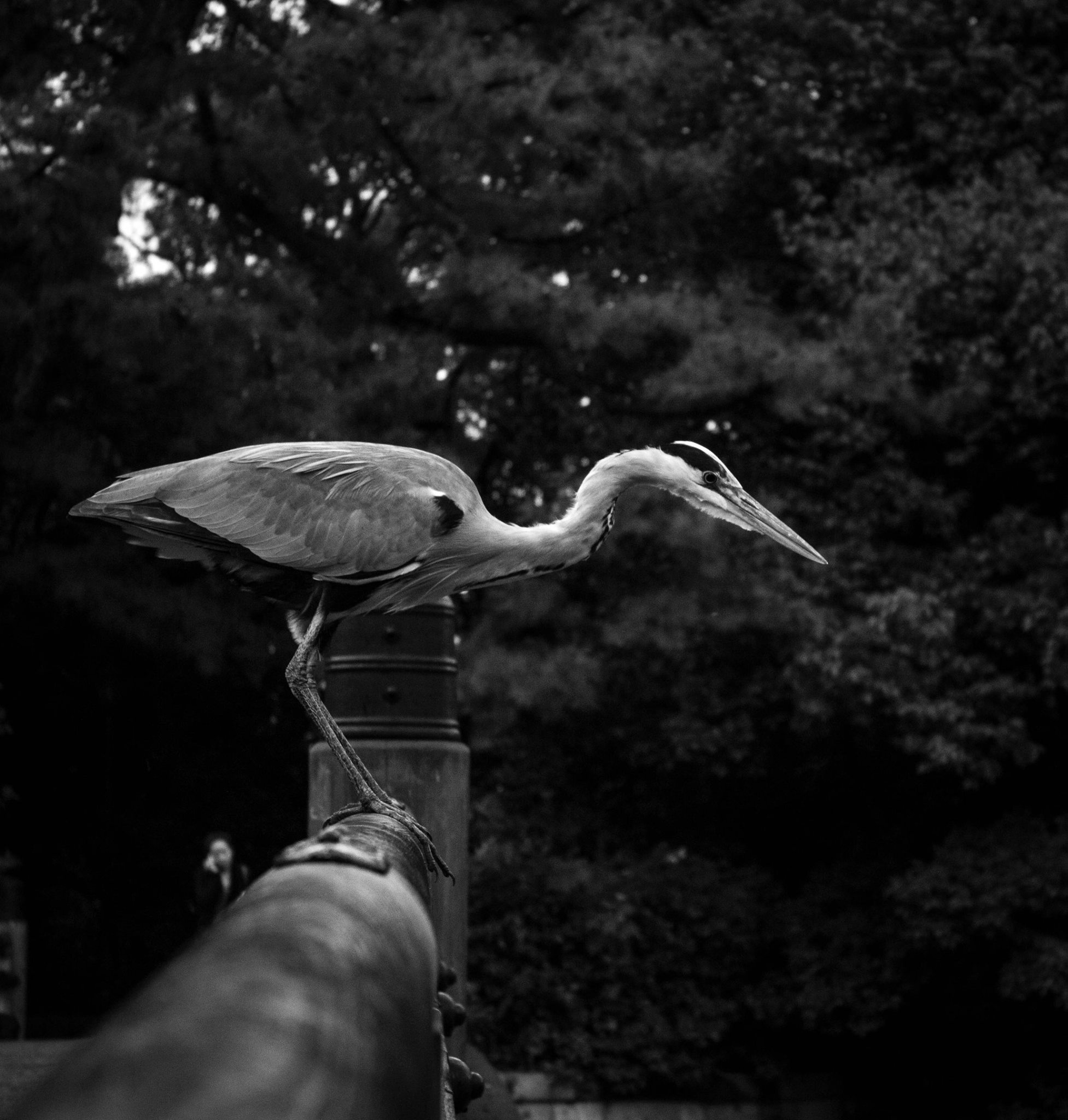 Crane.jpg