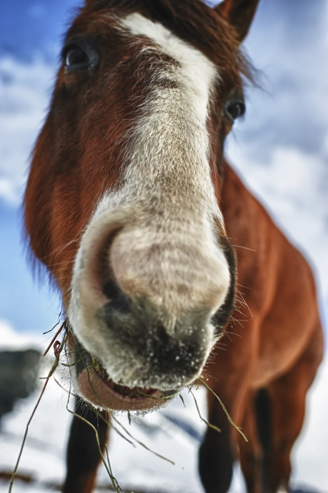 A horse in Jackson Hole, Wyoming. Image by New Orleans based travel photographer, Marc Pagani