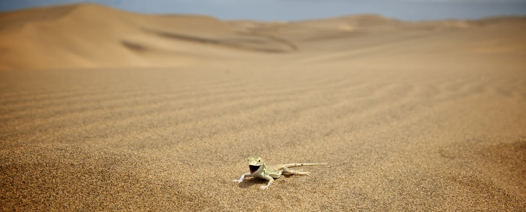 africa0018.jpg