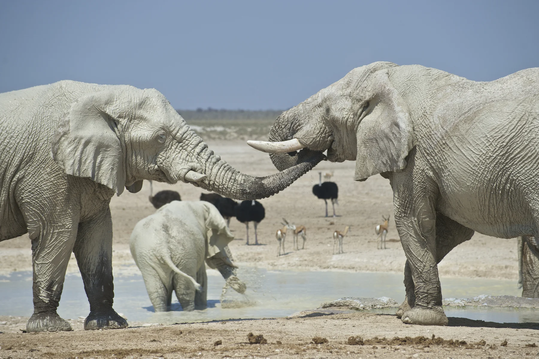africa0028.jpg