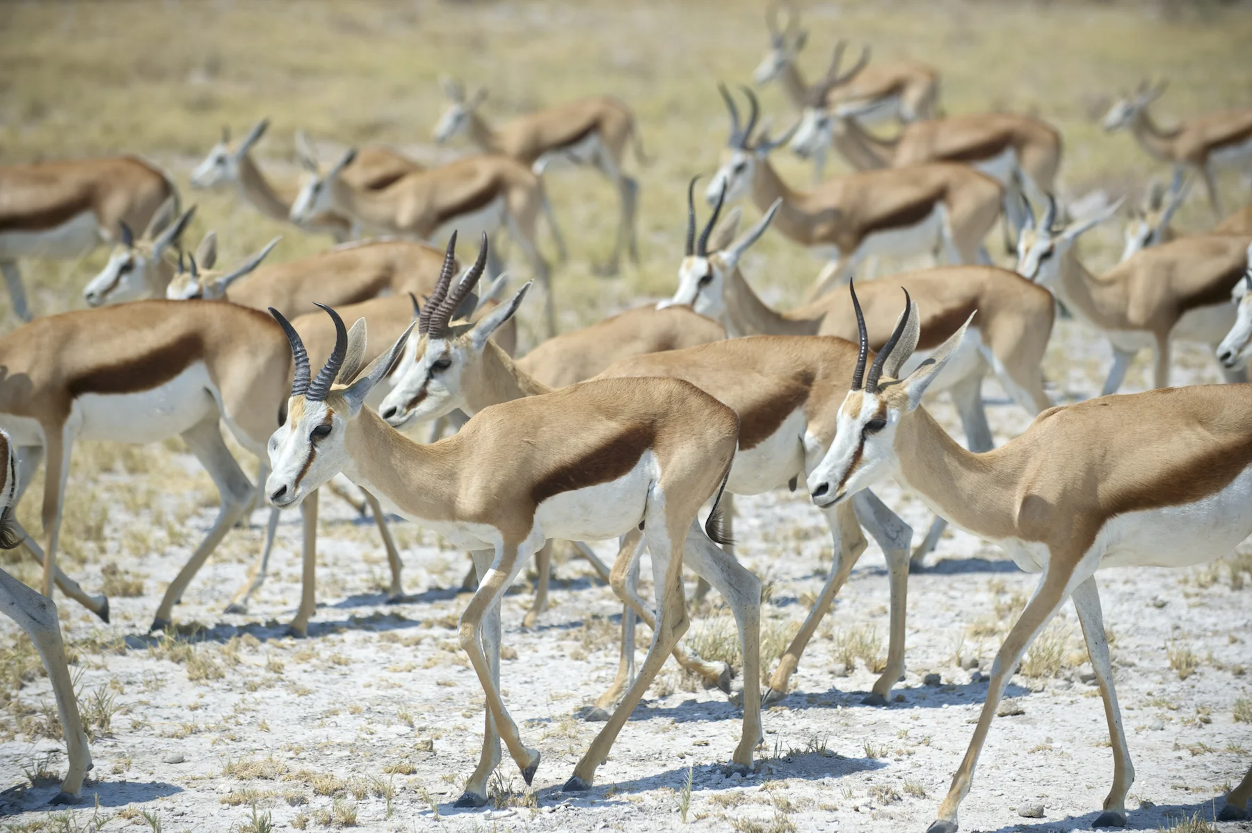 africa0037.jpg