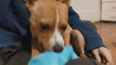 ezgif-82981667d9744d.gif