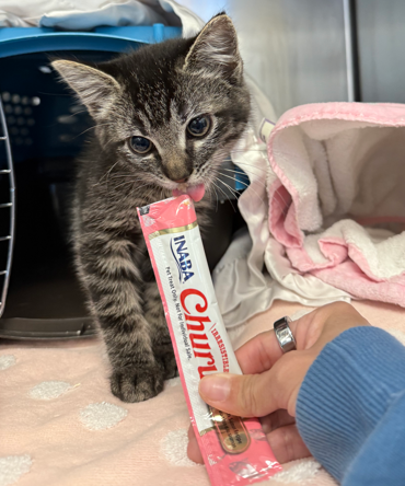 Screenshot 2026-01-12 163522.png