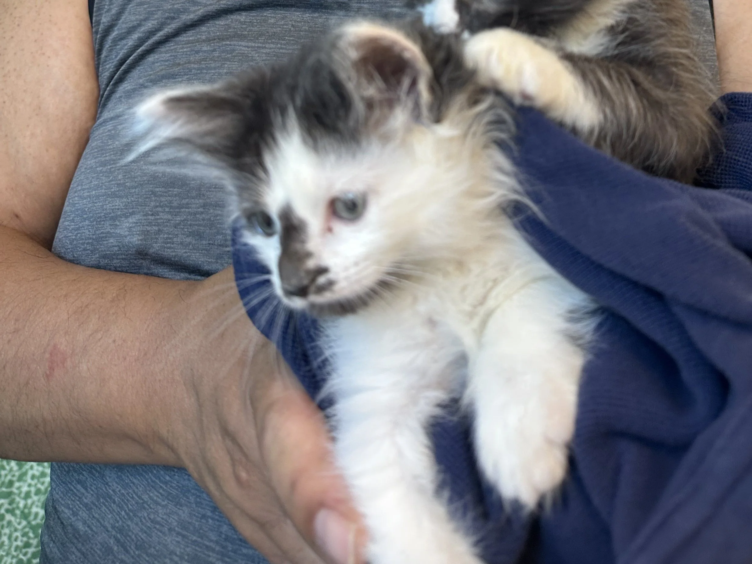 Bowie - Adopted 10/9