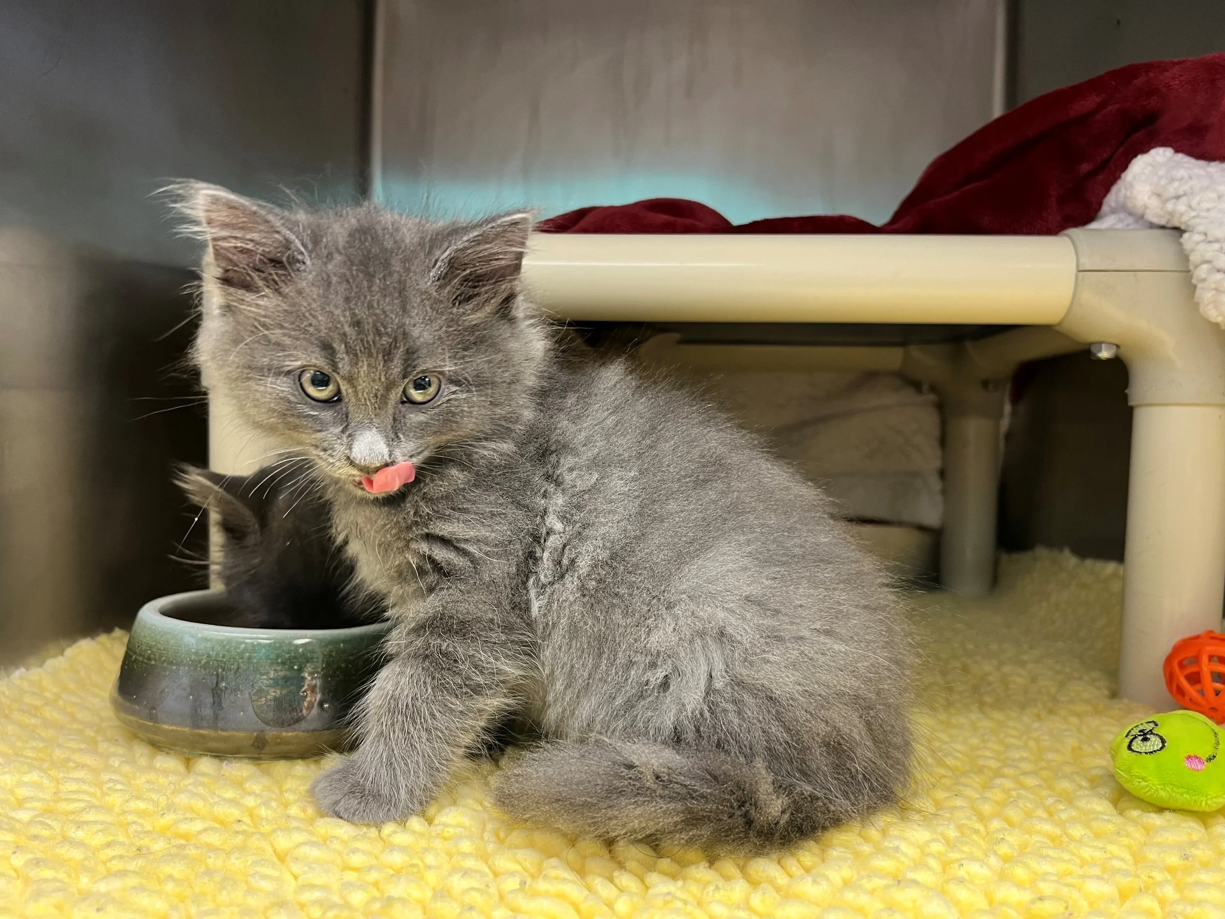 Cookie - Adopted 12/3/25