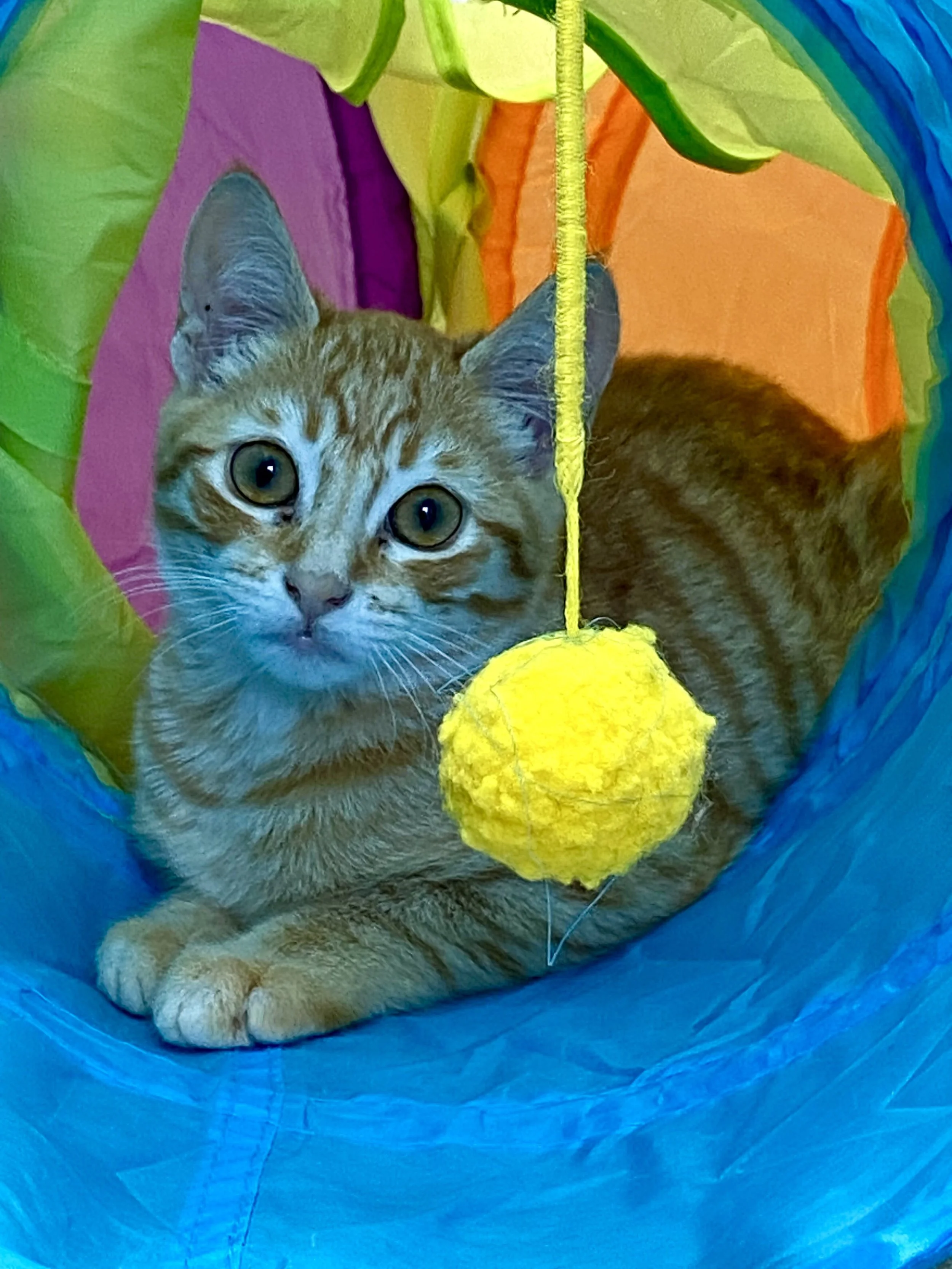 clementine5.jpg