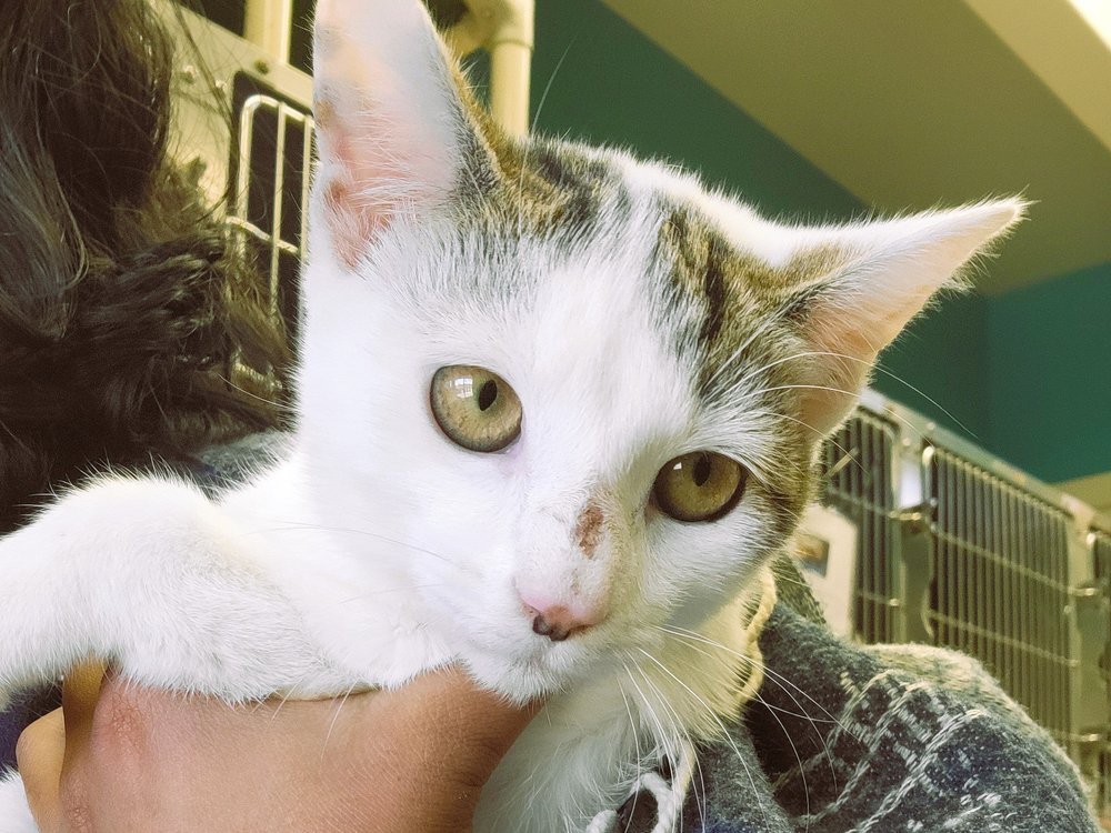 How Do You Have Sex With a Cat: Separating Fact from Feline Mythology