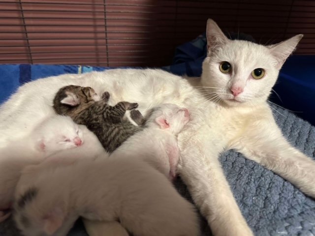 mama light.jpg