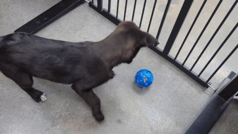 ezgif-816dcfe1c82f51.gif