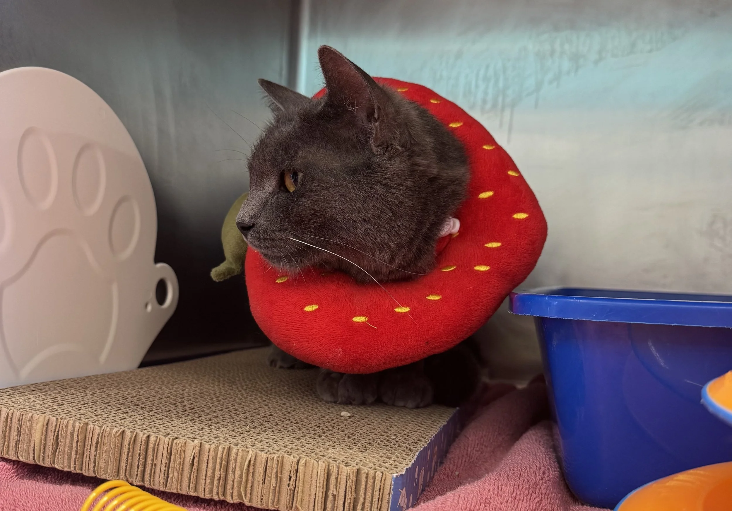 lil gray3.jpeg