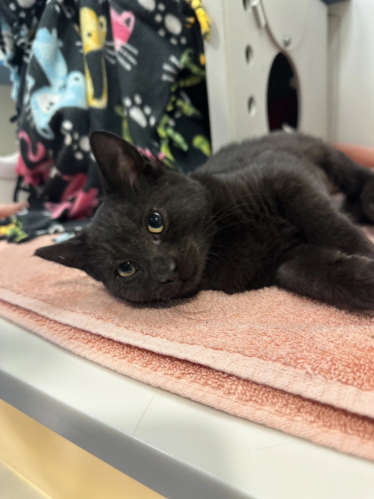 Grumbles - Adopted 12/12