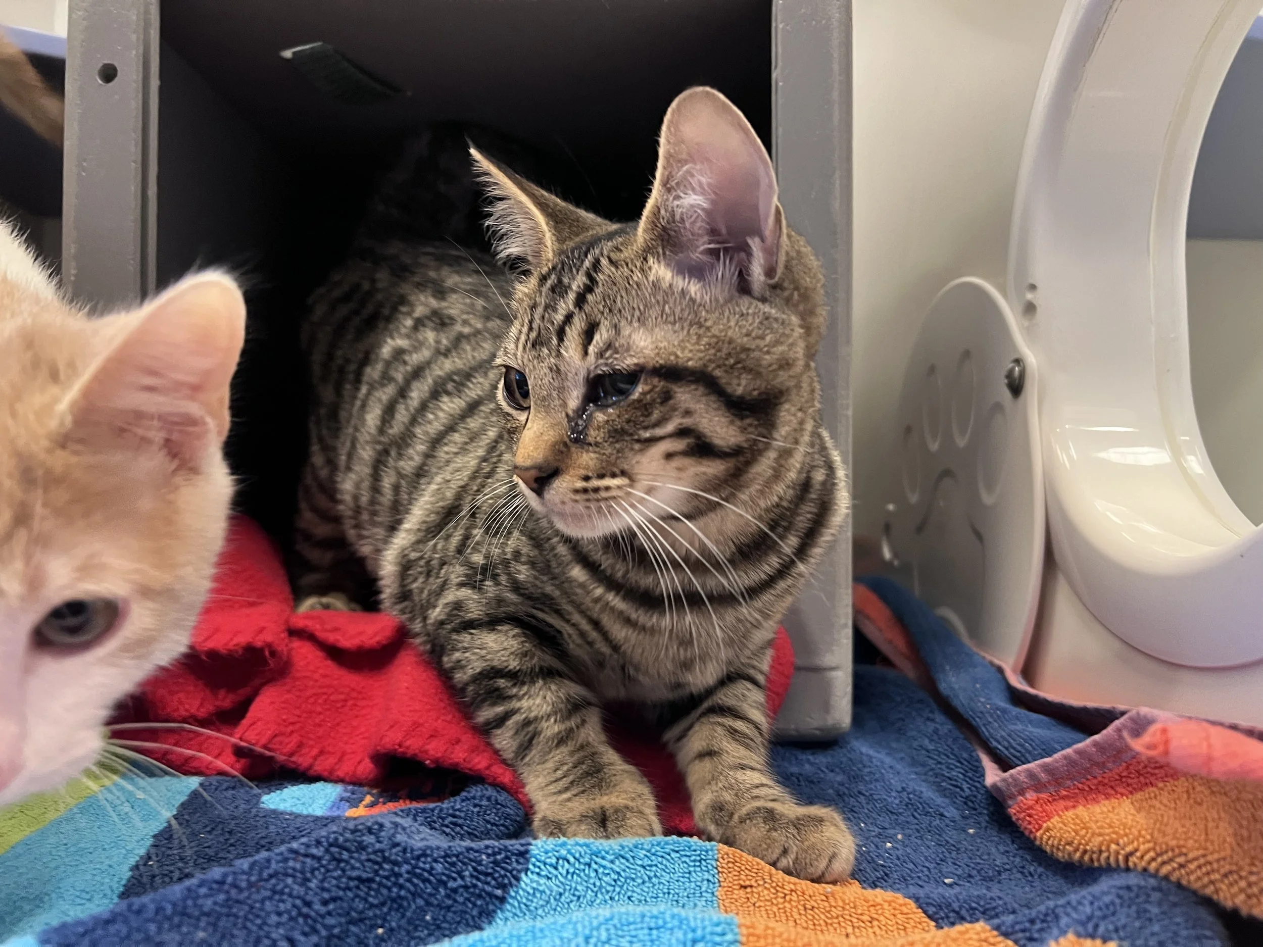 Image - 2025-12-27T145702.629.jfif