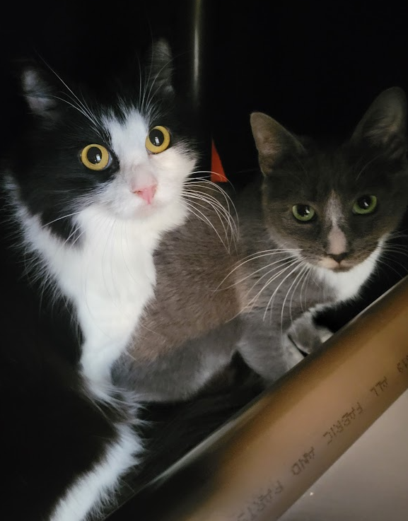 Screenshot 2026-01-08 114652.png