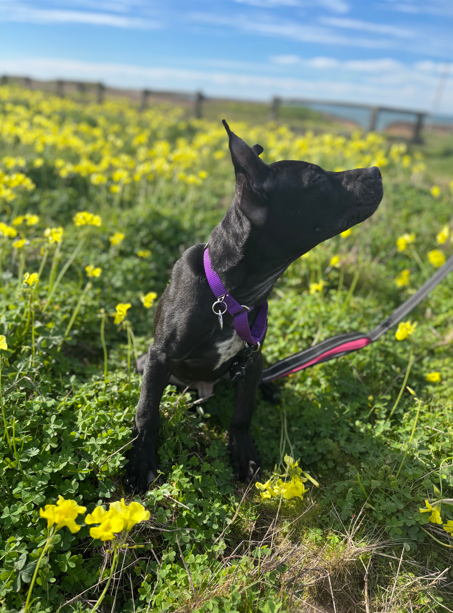 Screenshot 2026-01-17 170739.png