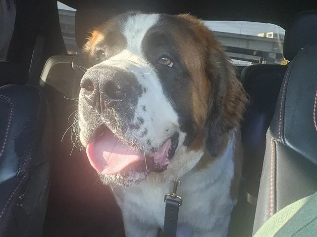 Baby-Adopted 12/1/25