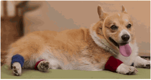 DDO1.gif