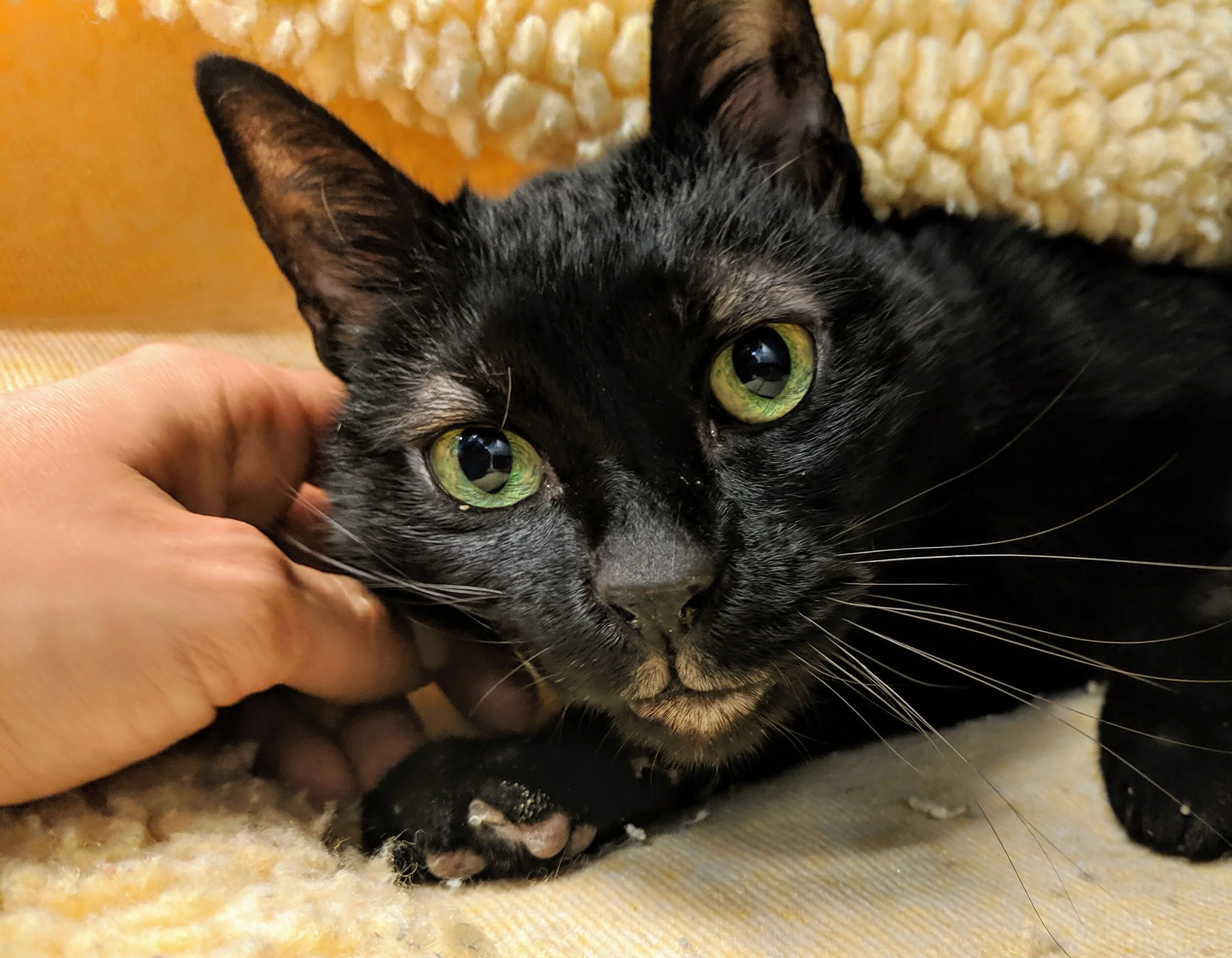 When A Cat Experiences Grief 