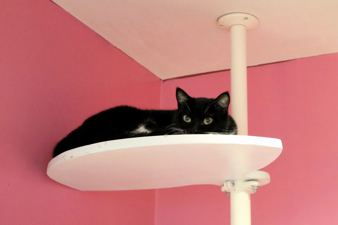 Delightful Cat Seeks Roommate