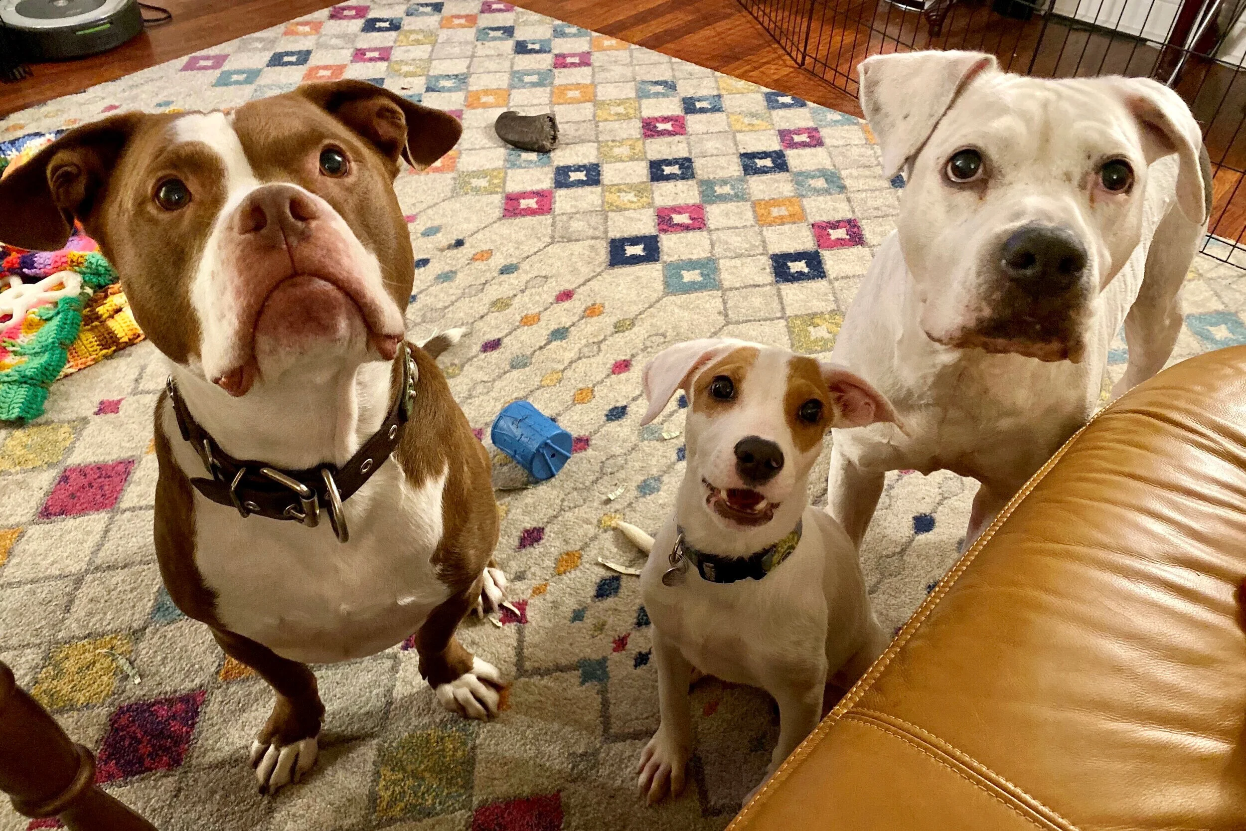 Get Into the Holiday Spirit with the Christmas Puppies 