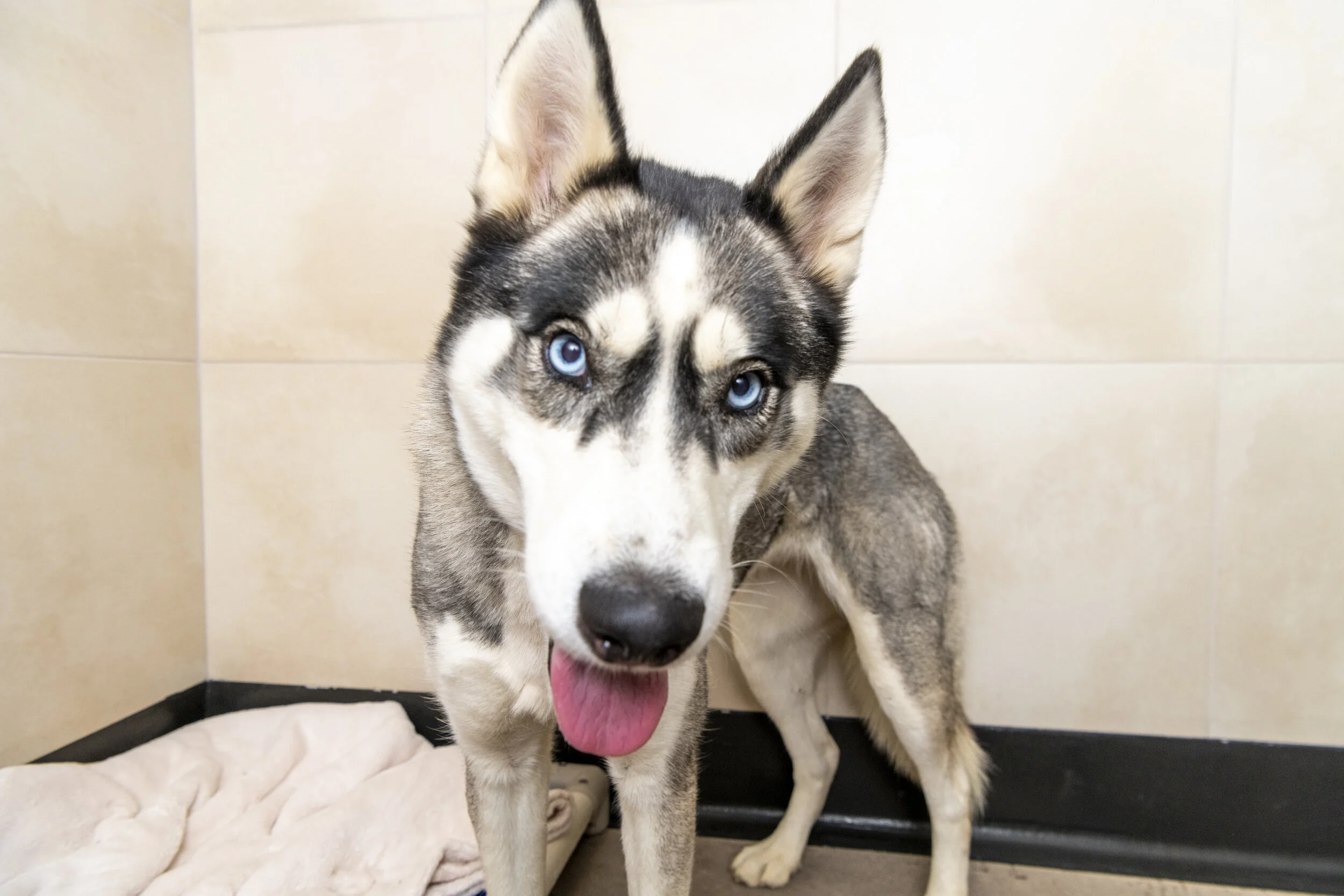 Sookie Gained Her Sight Back. Now She Needs A Home. 