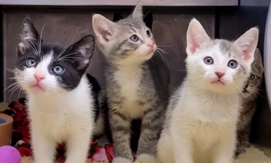 Pets In Need