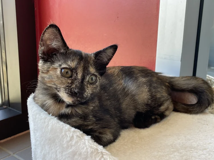 pin on animals that i love on pets in need redwood city hours