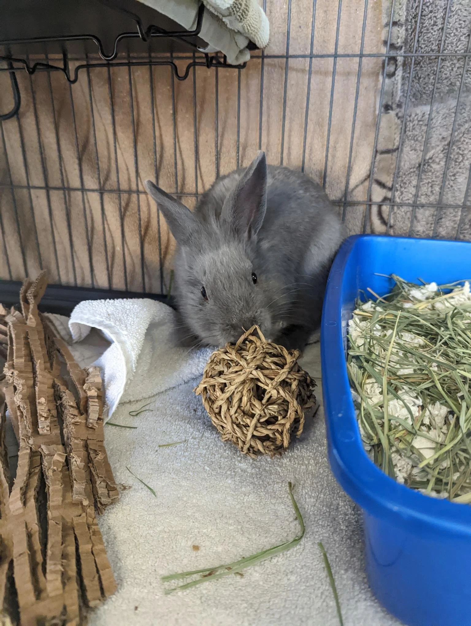 Rabbits, Guinea Pigs, & Other Small Animals for Adoption — Palo Alto ...