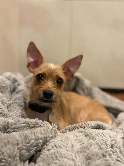 Dogs & Puppies for Adoption — Palo Alto & Redwood City — Pets In Need