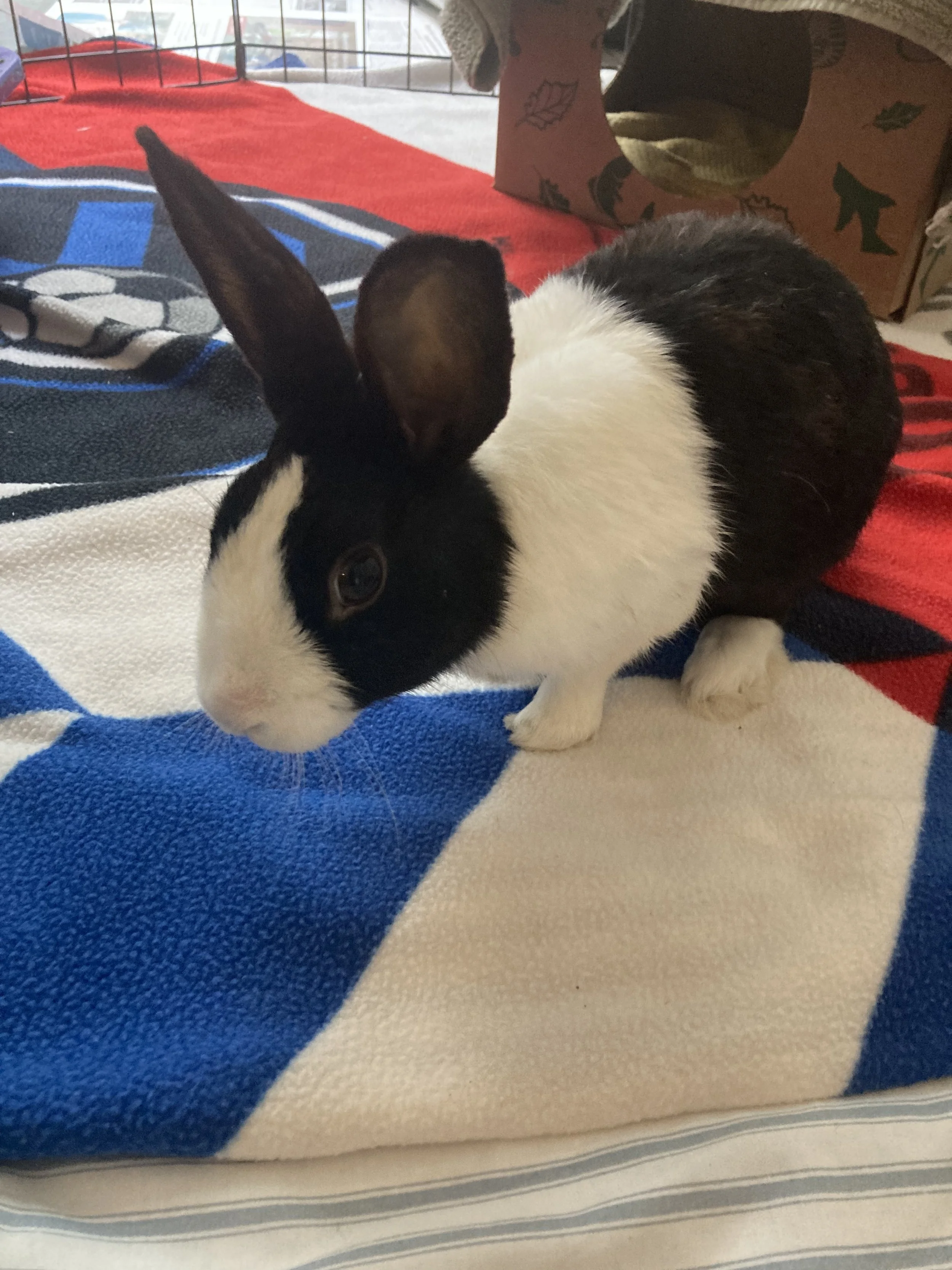 Rabbits, Guinea Pigs, & Other Small Animals for Adoption — Palo Alto ...