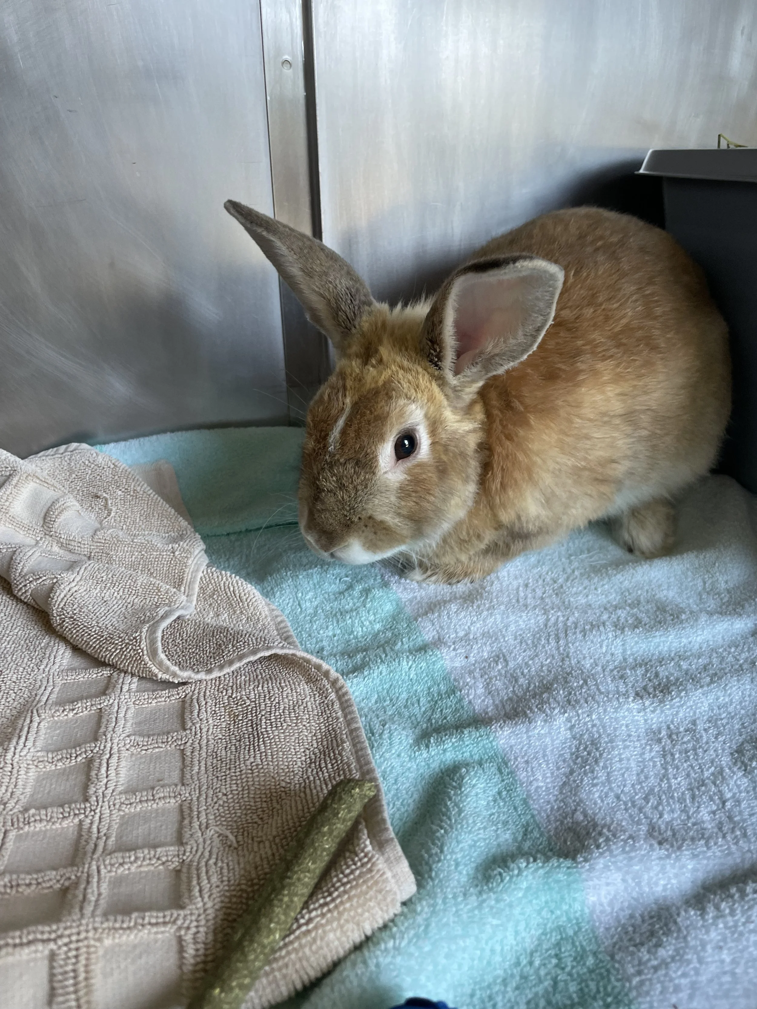 Rabbits, Guinea Pigs, & Other Small Animals for Adoption — Palo Alto ...