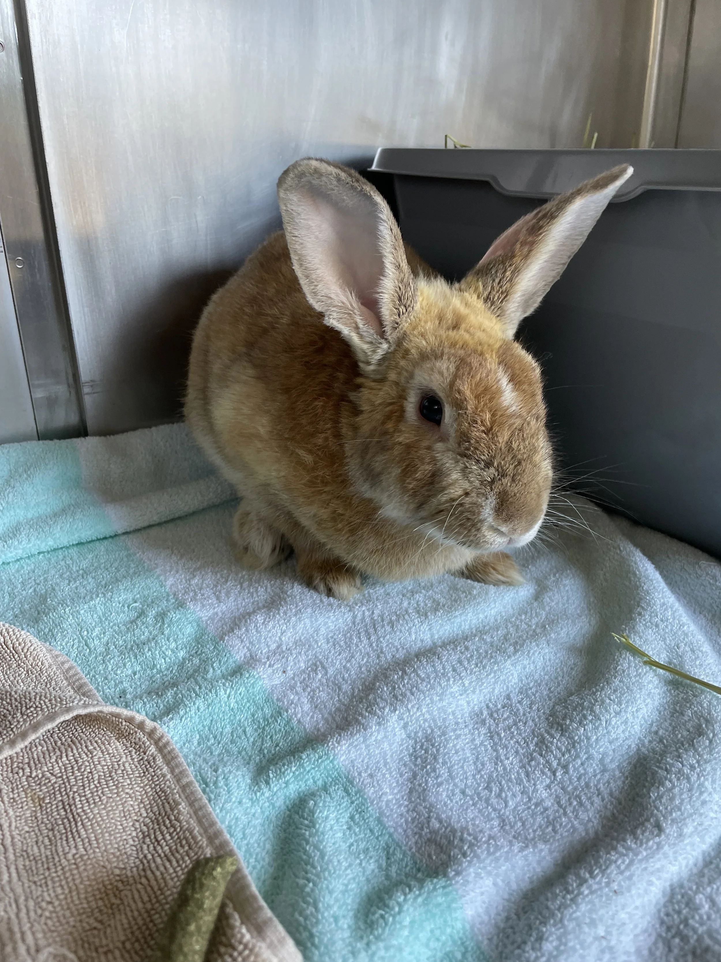 Rabbits, Guinea Pigs, & Other Small Animals for Adoption — Palo Alto ...