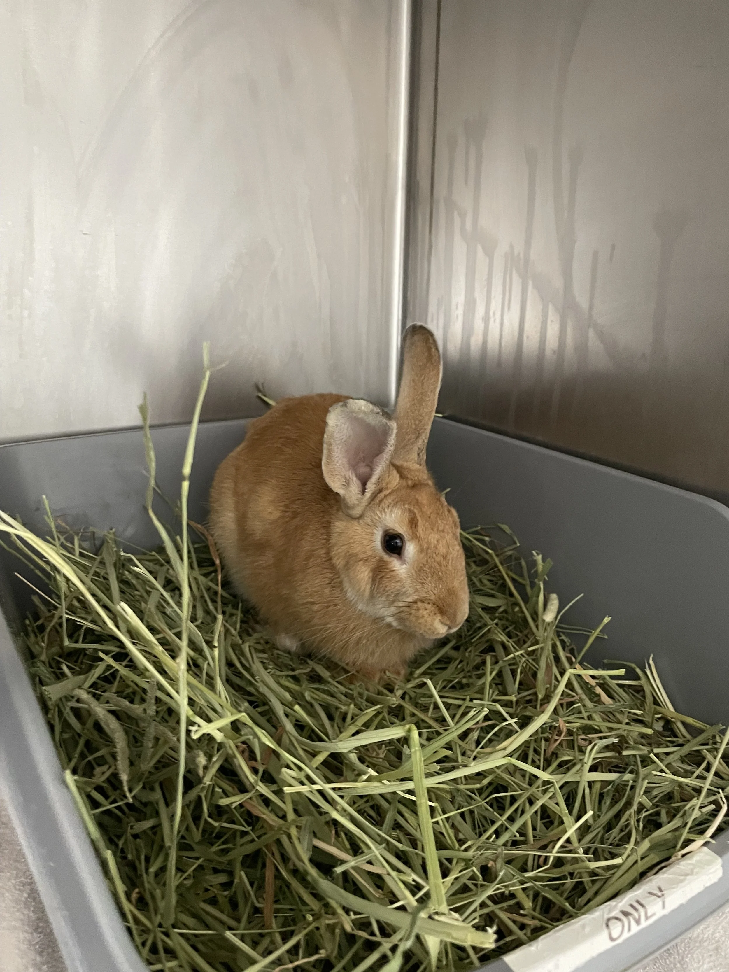 Rabbits, Guinea Pigs, & Other Small Animals for Adoption — Palo Alto ...