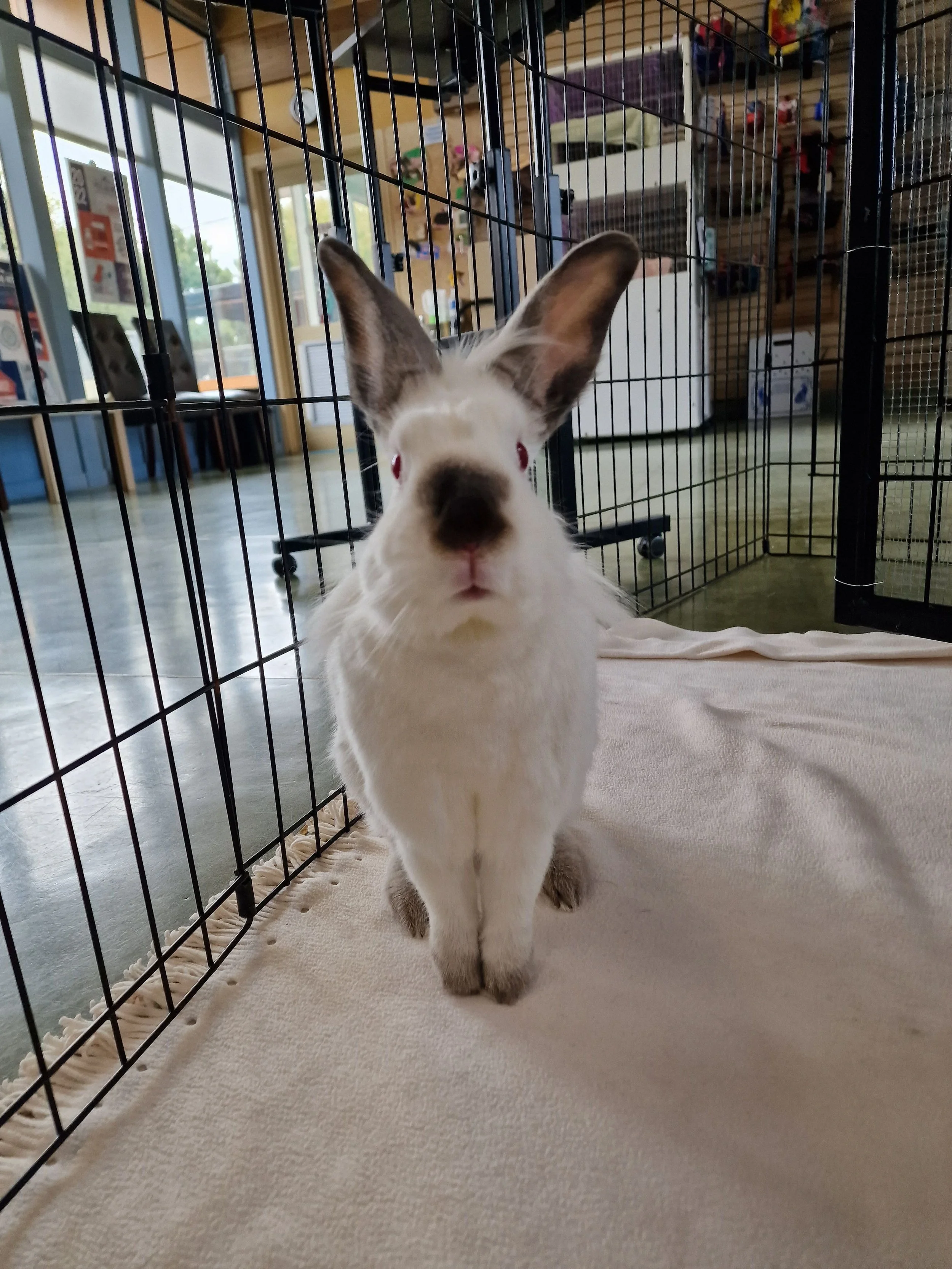 Rabbits, Guinea Pigs, & Other Small Animals for Adoption — Palo Alto ...