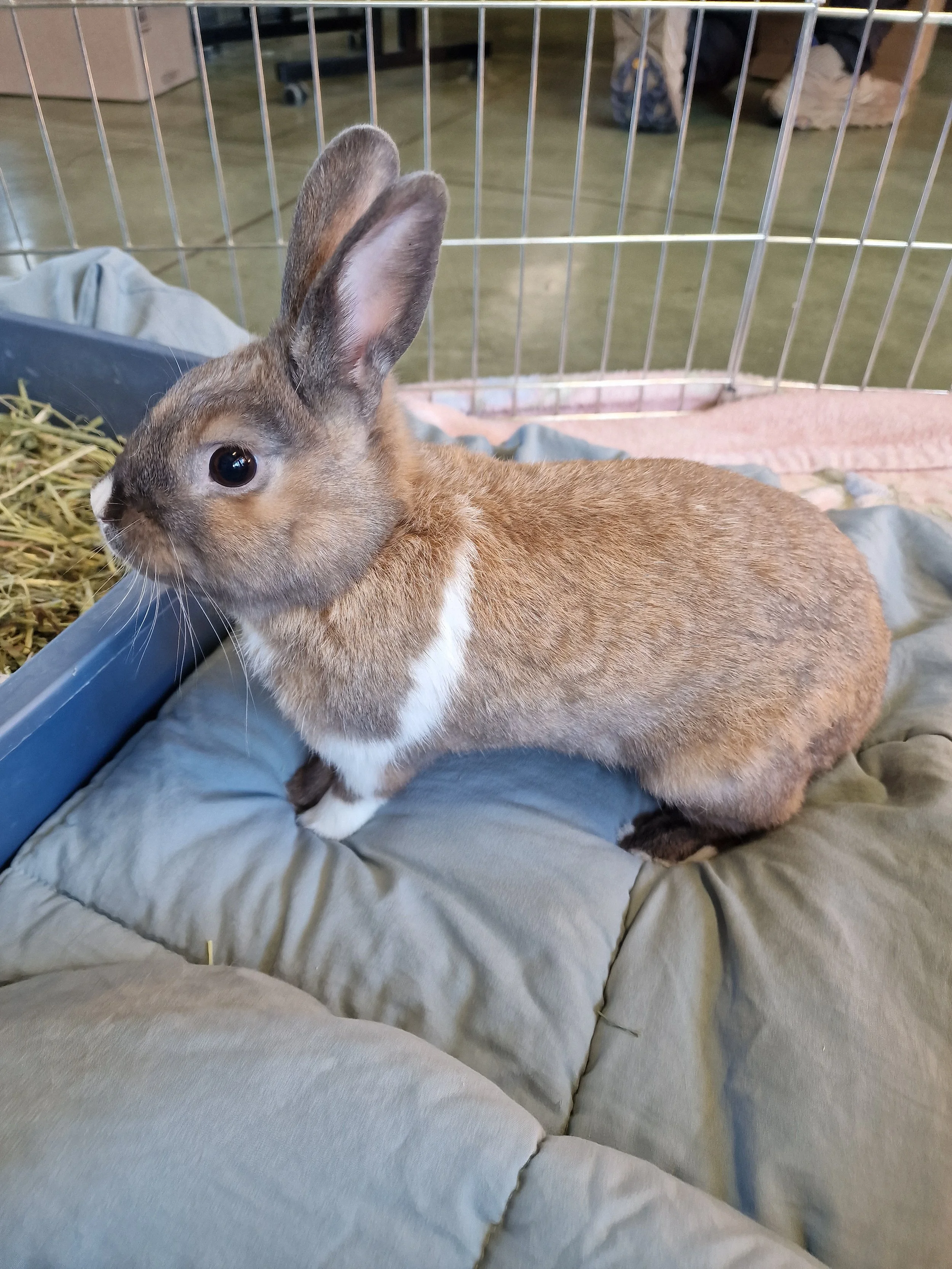Rabbits, Guinea Pigs, & Other Small Animals for Adoption — Palo Alto ...