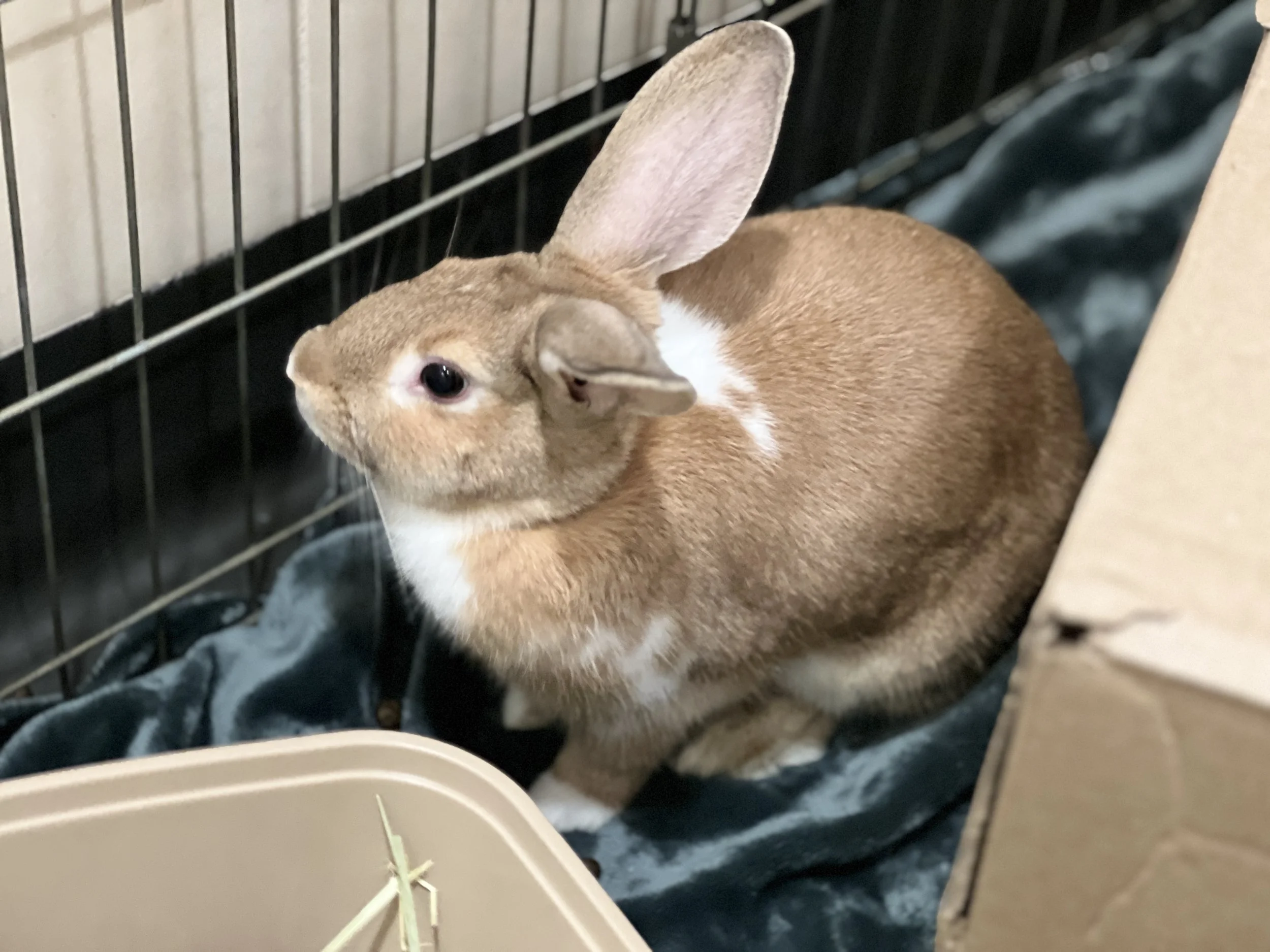 Rabbits, Guinea Pigs, & Other Small Animals for Adoption — Palo Alto ...