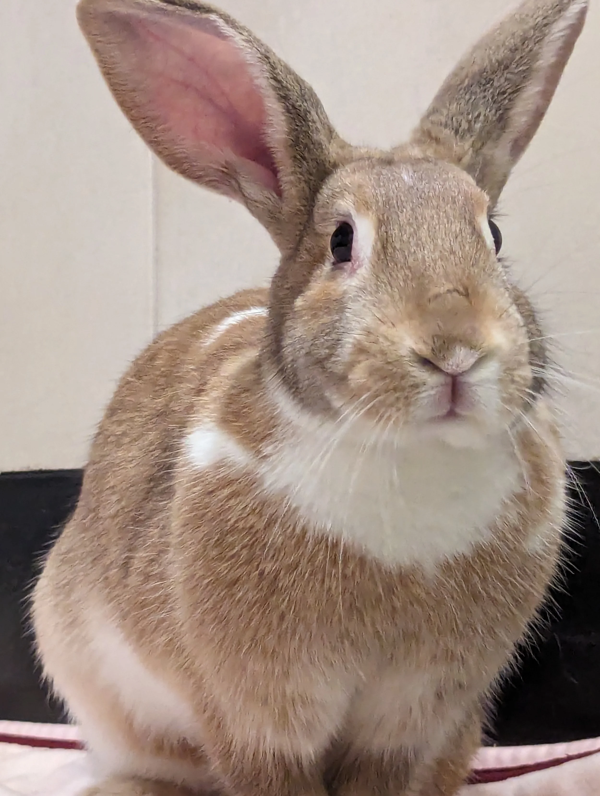 Rabbits, Guinea Pigs, & Other Small Animals for Adoption — Palo Alto ...
