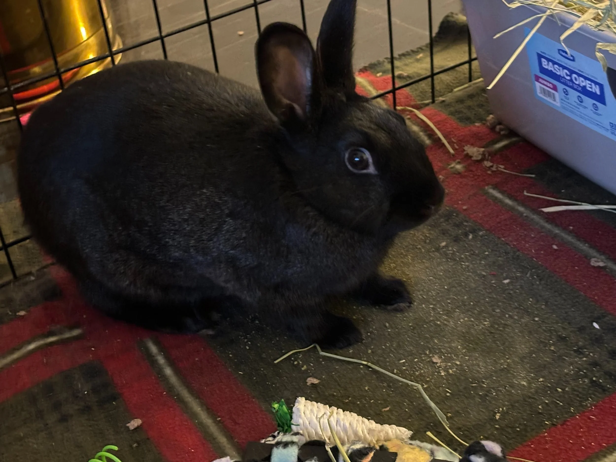 Rabbits, Guinea Pigs, & Other Small Animals for Adoption — Palo Alto ...