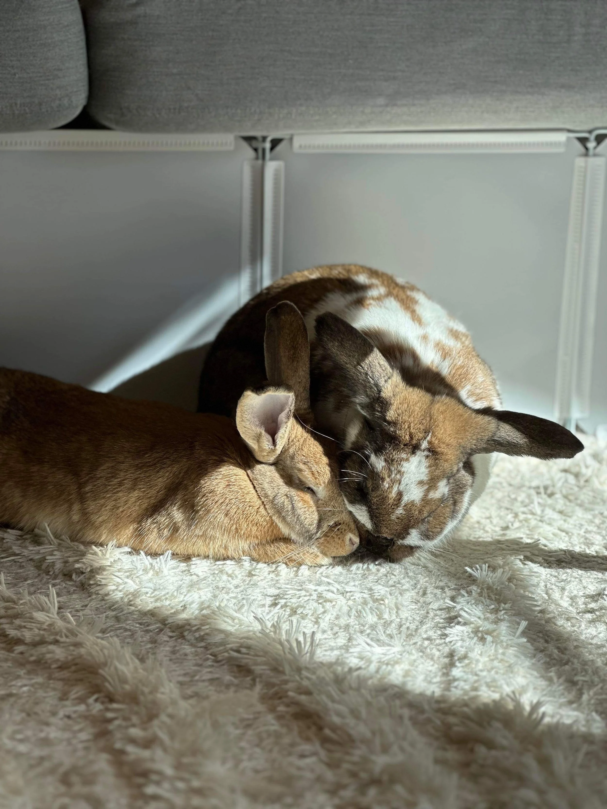 Take the LEAP: Five reasons to adopt a bunny