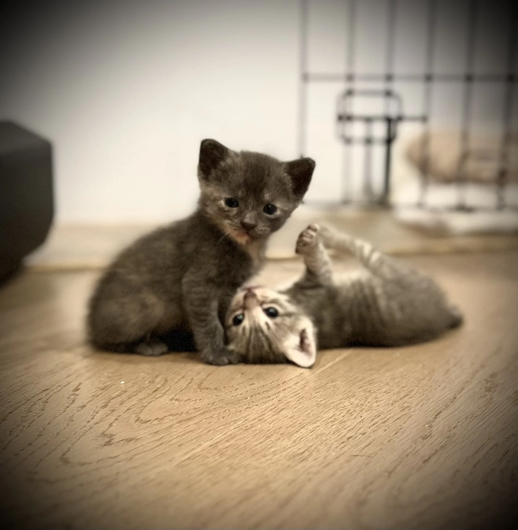 Palo Alto Family Fosters a One-of-a-Kind Litter