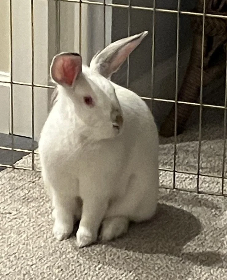 Rabbits, Guinea Pigs, & Other Small Animals for Adoption — Palo Alto ...