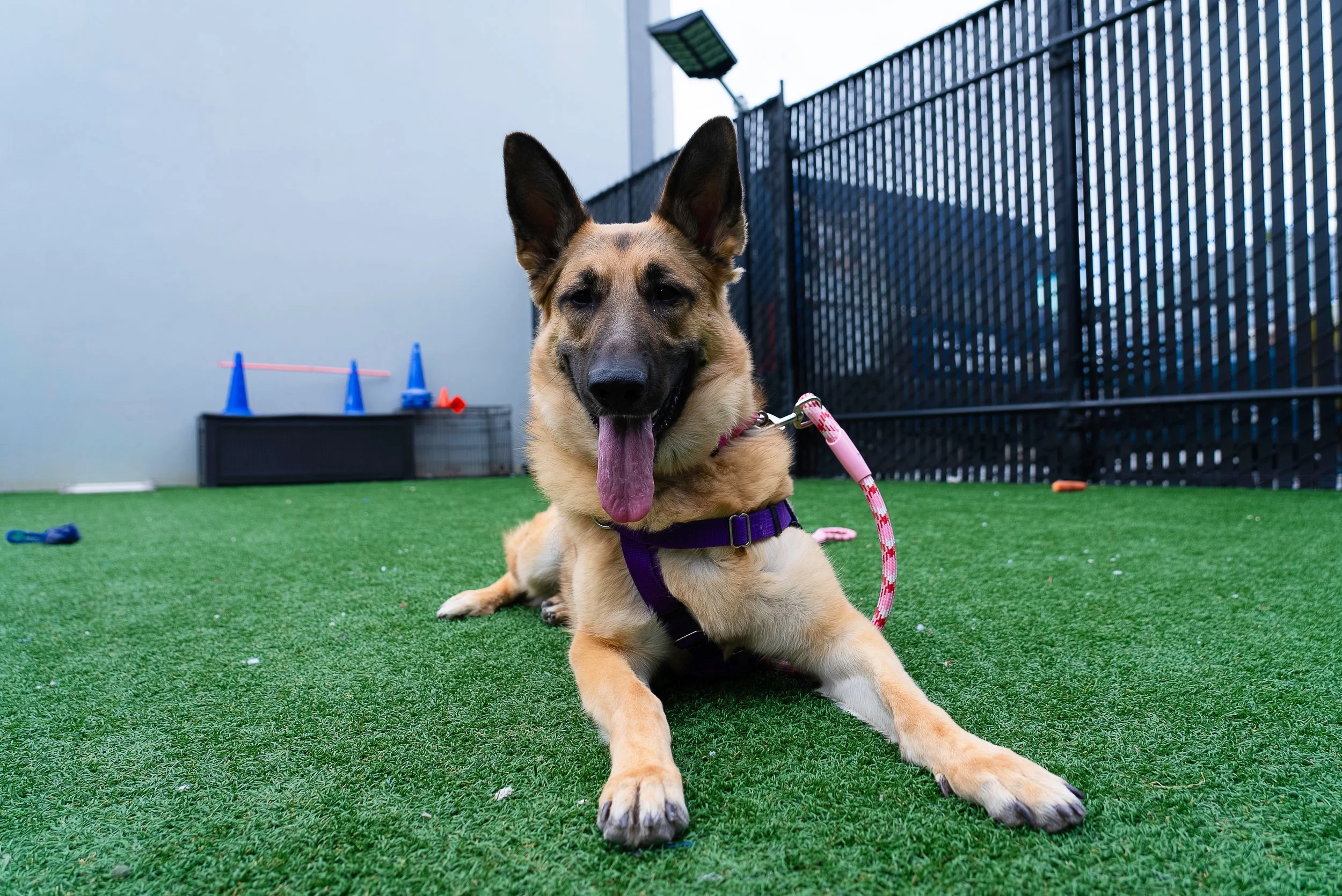 Saving Lady: A Call to Action for Animal Lovers