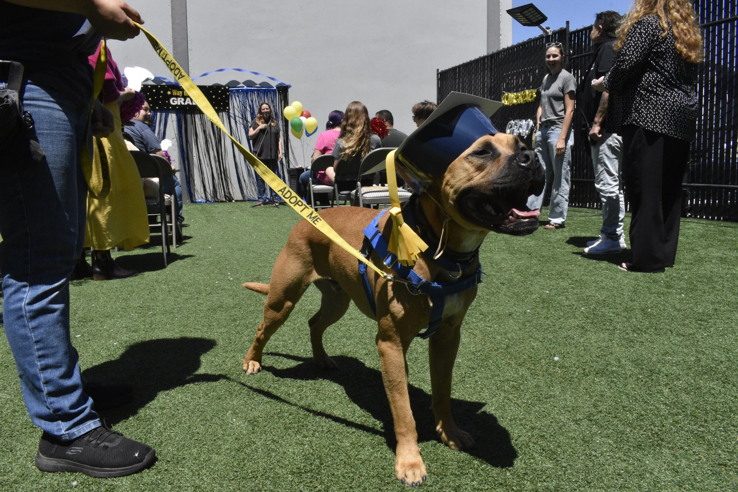 Hats Off to Maui: Our First Graduate of the Goldfield’s Good Dog Club!