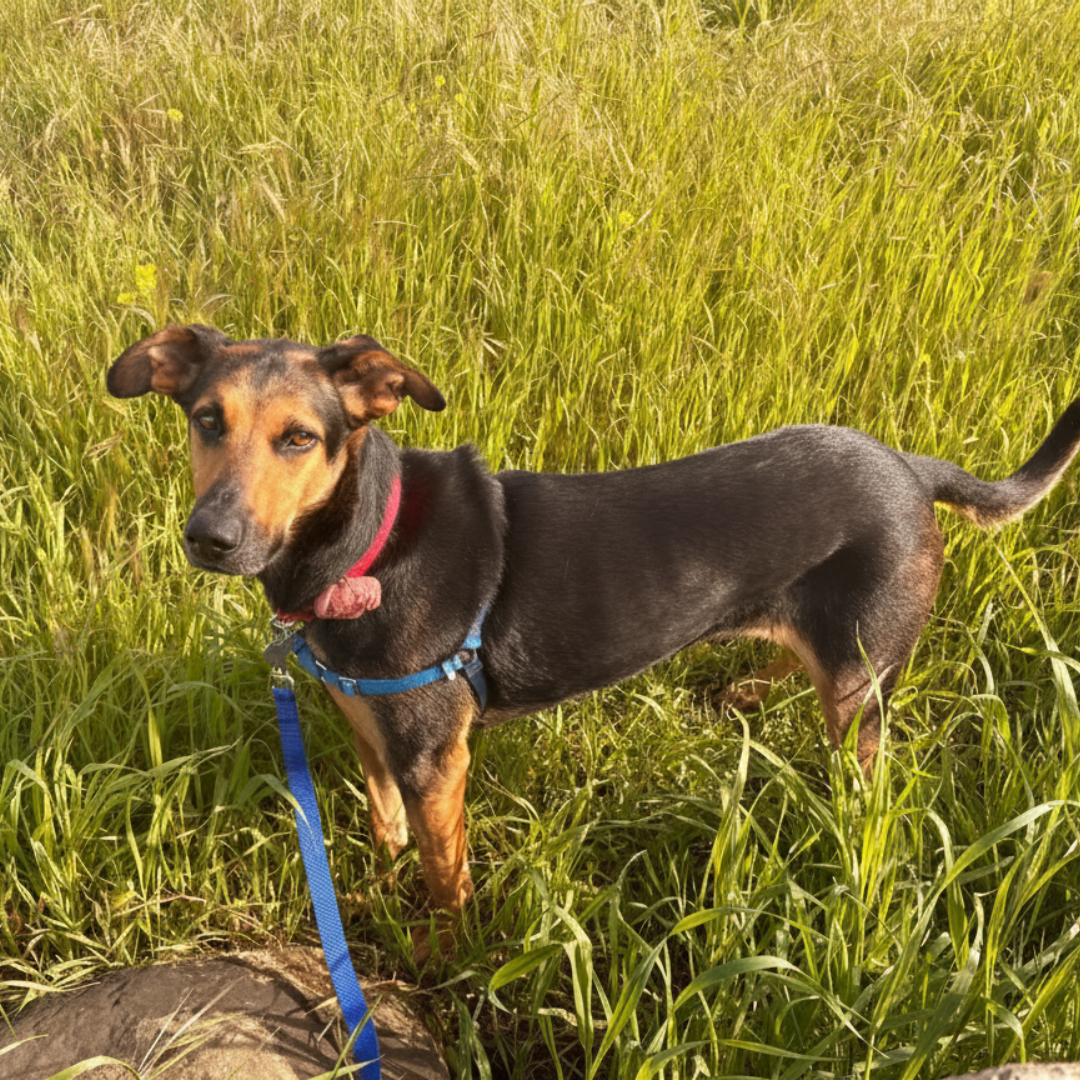 Ambi 