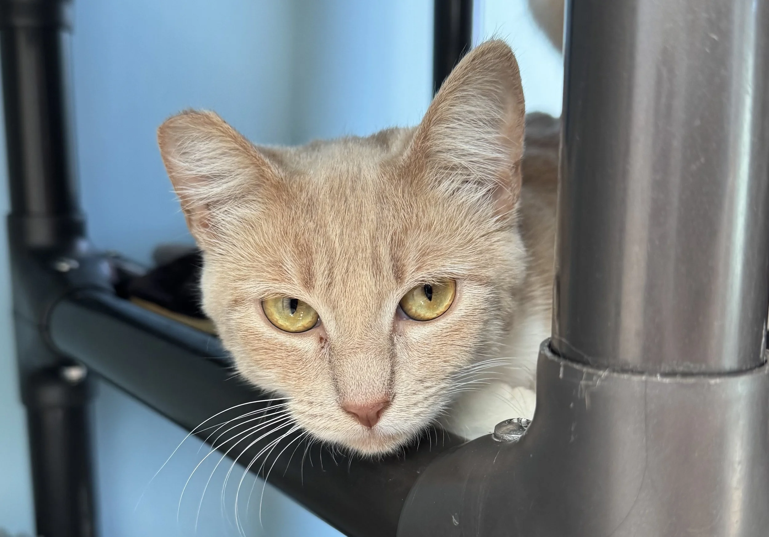 Honeysuckle - Adopted 3/21