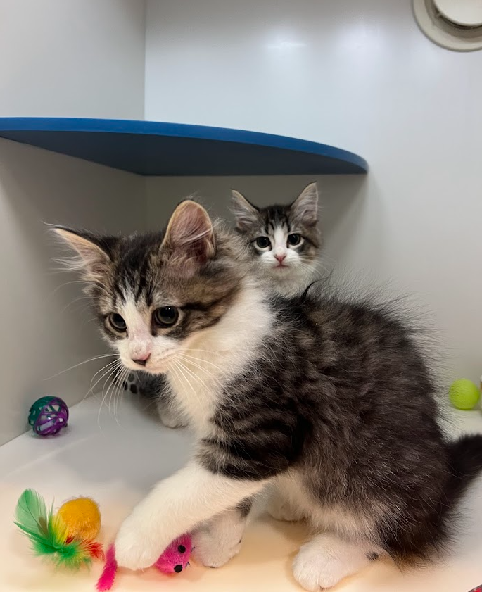 Screenshot 2026-01-09 150819.png